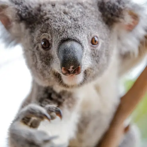 WILD LIFE Sydney Zoo