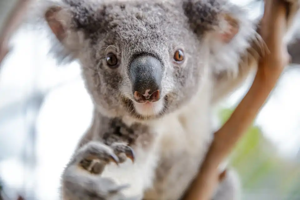 1_WILD LIFE Sydney Zoo