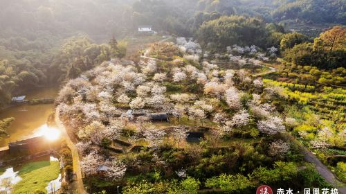 Northern Guizhou Four-Season Flower Scenic Area