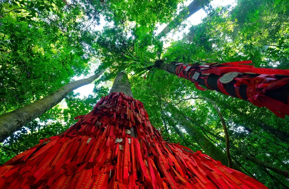 4_Parashorea Chinensis Park