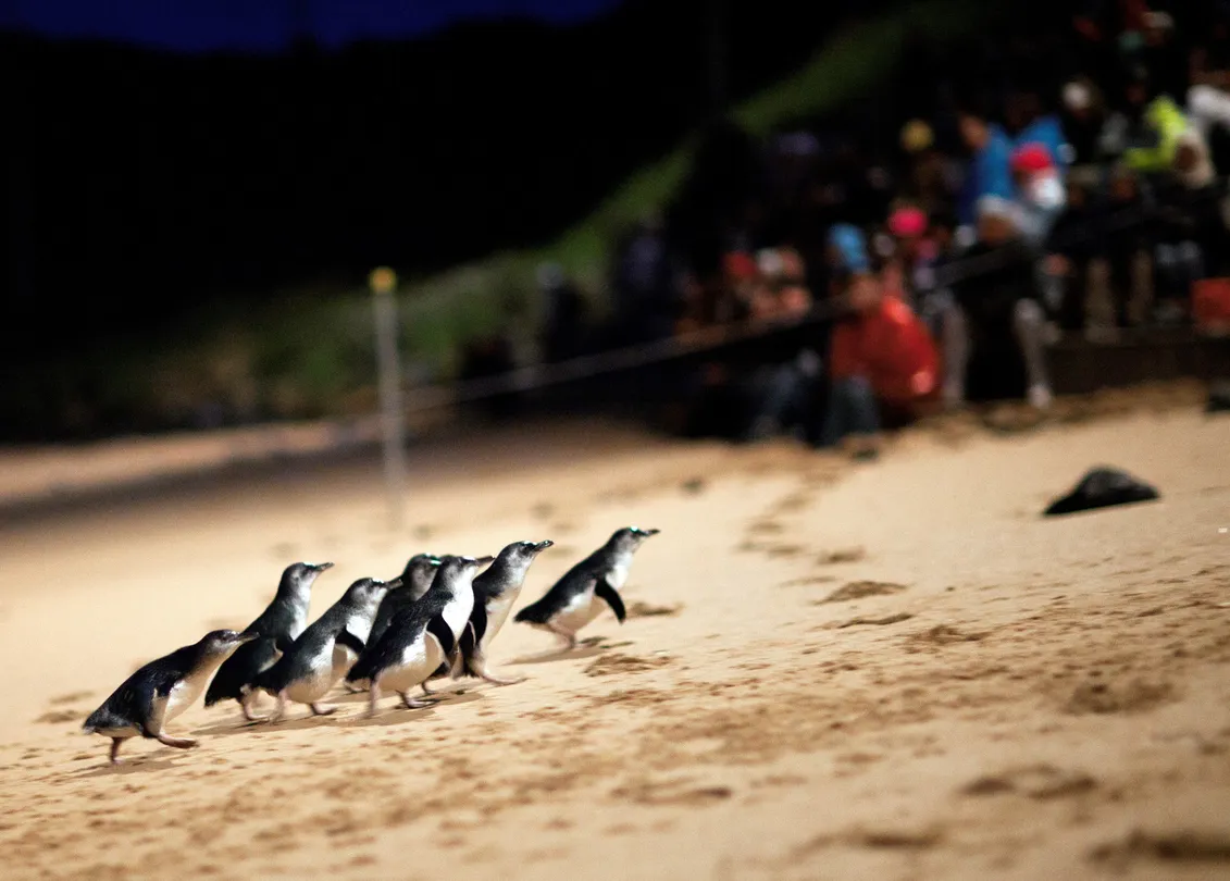 5_Penguin Parade