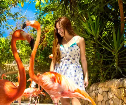 鄰近西卡萊特公園的酒店