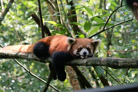 Pu'Er Sun-River National Forest Park