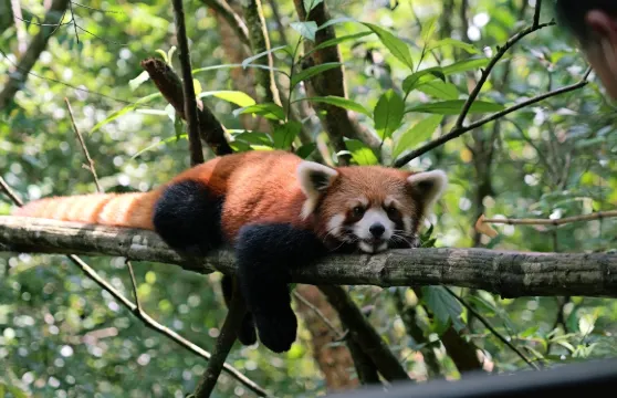 太陽河森林公園門票+接駁車票+犀牛互動體驗成人