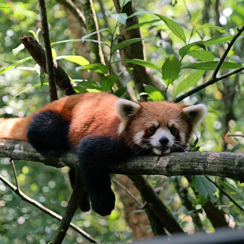 太陽河森林公園