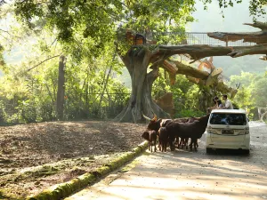 Taman Safari Indonesia Bogor