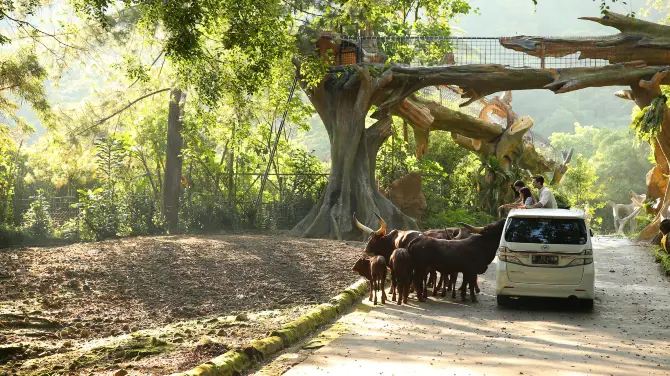 1_Taman Safari Indonesia Bogor