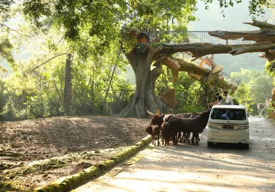 Taman Safari Indonesia Bogor