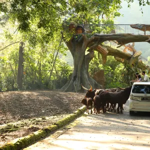 Taman Safari Indonesia Bogor
