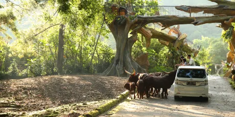 茂物野生動物園