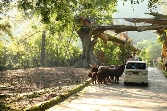 สวนซาฟารีอินโดนีเซีย