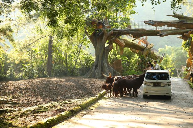 Taman Safari Indonesia Bogor