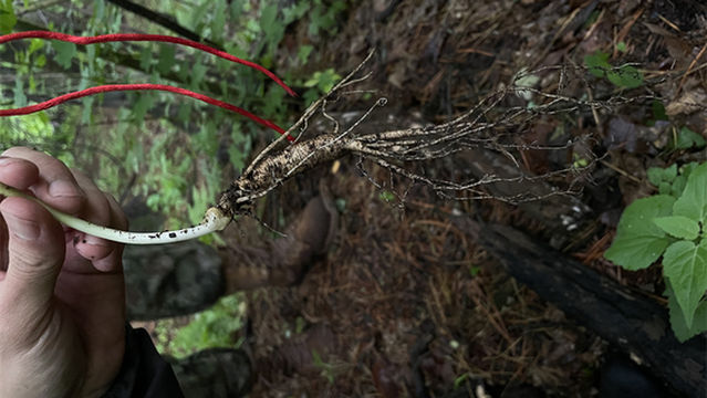Changbai Mountain Avalanche Hiking Base