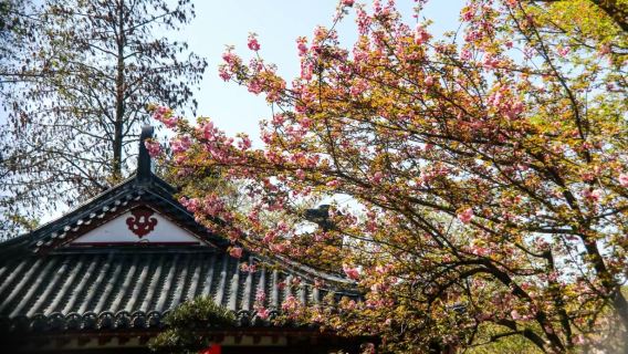 Уханьский университет + Восточное озеро + павильон Цинчуань + Черепашьи горы + Башня жёлтого журавля. Весенняя прогулка и любование цветением сакуры / гид/ Переводчик G