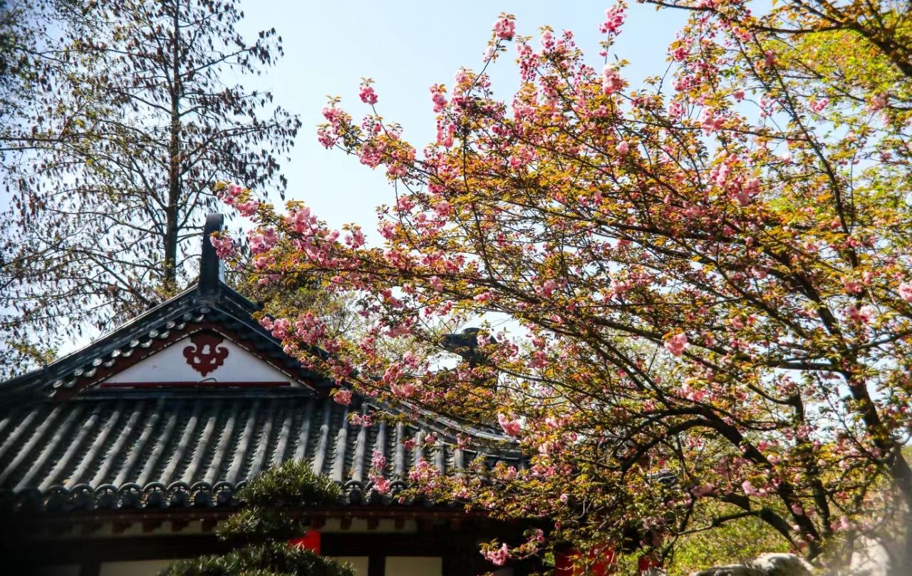 Wuhan University + Lago Donghu + Padiglione Qingchuan + Montagna Guishan + Torre della Gru Gialla - Ammirazione dei ciliegi in primavera/guida/traduzione G