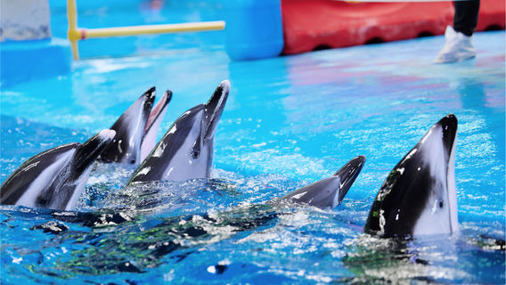 The Dolphin Playhouse & Wonders of the Sea