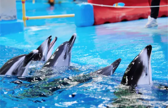 雲南寒武紀小鎮歡樂大世界-海豚之家 (Dolphin Bay) 門票成人