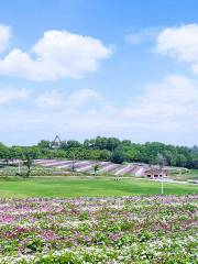 Flower Sea Paradise