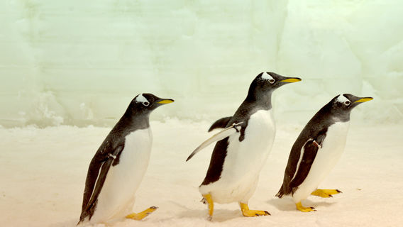 Nantong Sendi Snow Ocean Park