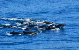 鯨世界賞鯨(花蓮港)