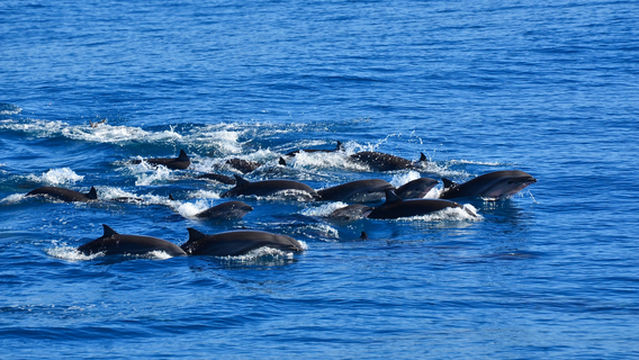 whaleworld Whale Watching Experience in Hualien