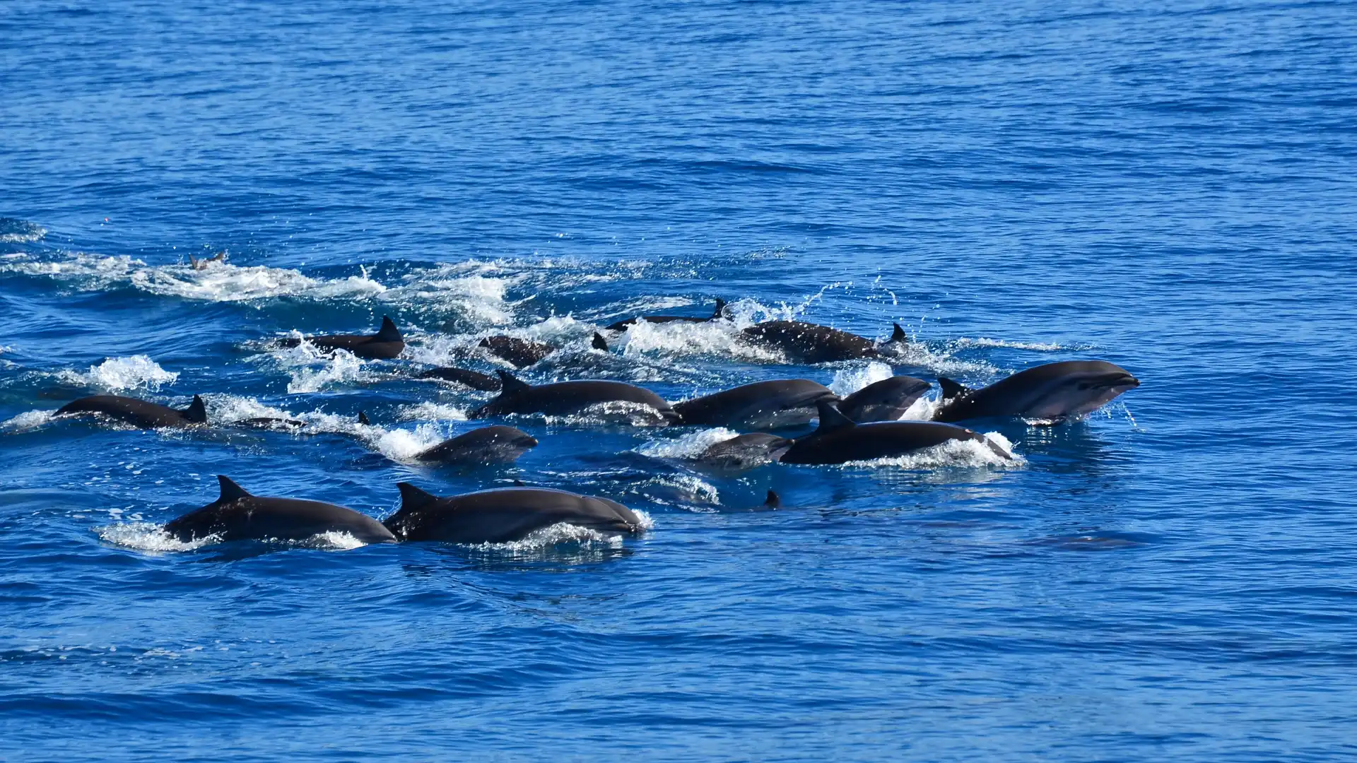 Hotels near whaleworld Whale Watching Experience in Hualien