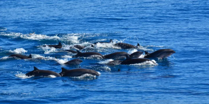 鯨世界賞鯨(花蓮港)