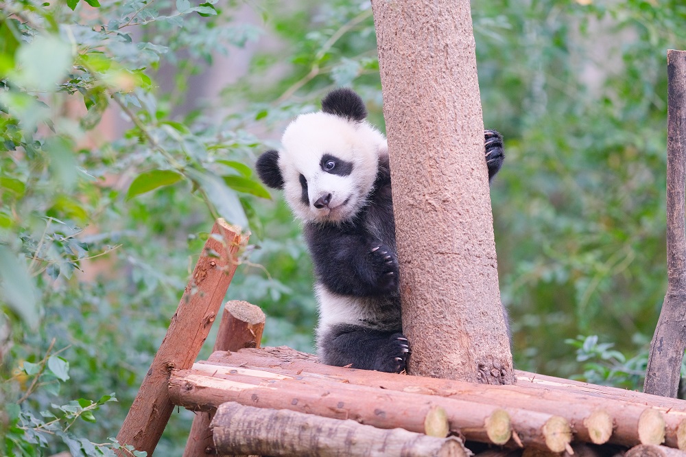 Chengdu Research Base of Giant Panda Breeding