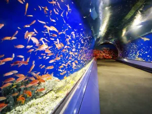 Osaka Aquarium Kaiyukan