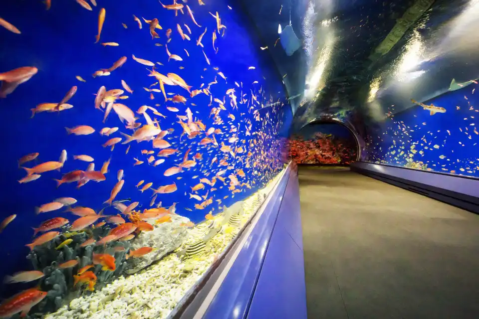 4_Osaka Aquarium Kaiyukan