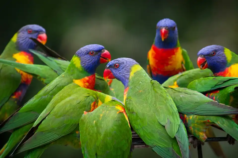 4_Currumbin Wildlife Sanctuary