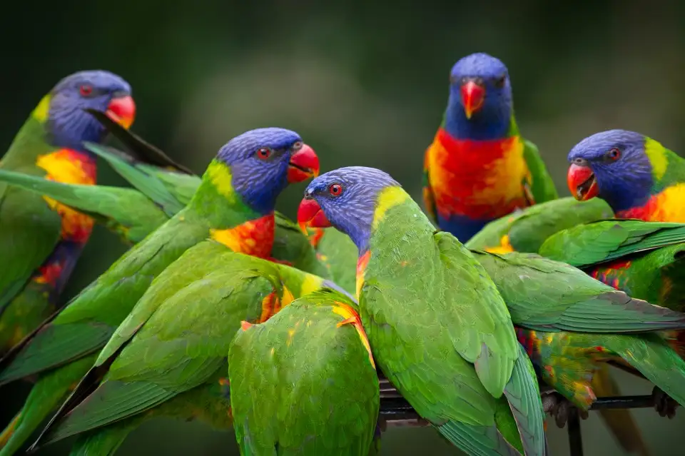 4_Currumbin Wildlife Sanctuary