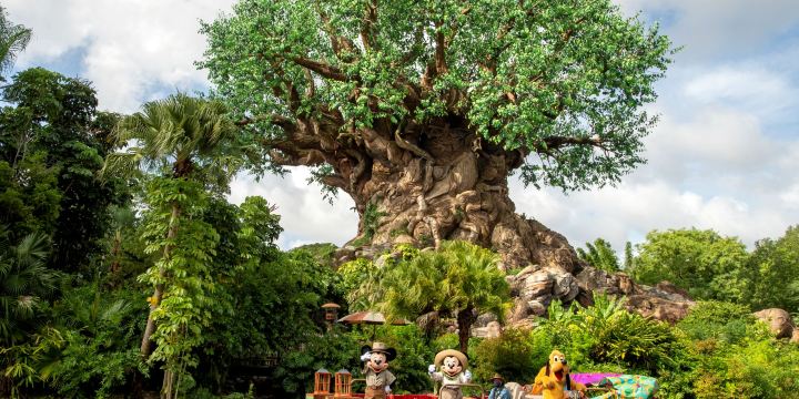 Disney's Animal Kingdom Theme Park