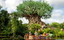 Disney's Animal Kingdom Theme Park