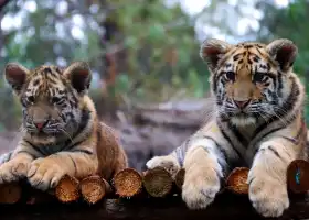 雲南野生動物園