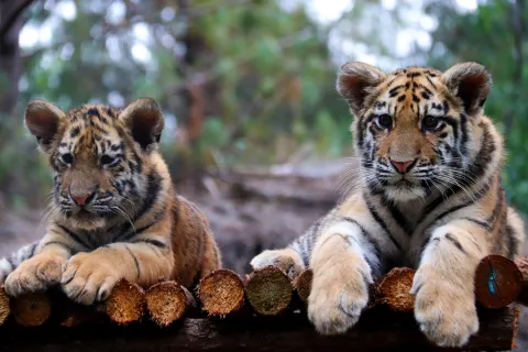 Yunnan Wild Animals Park
