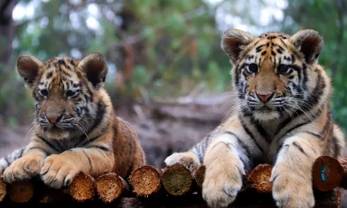 Yunnan Wild Animals Park