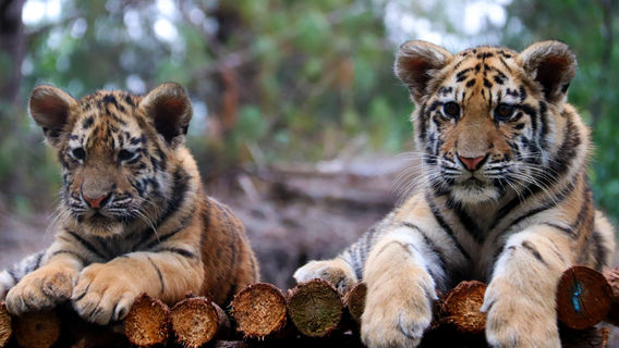 Yunnan Wild Animals Park