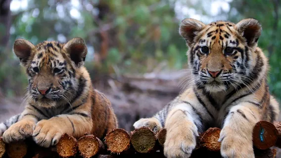 Yunnan Wild Animals Park