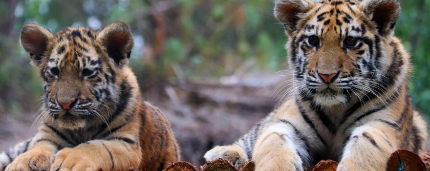Yunnan Wild Animals Park