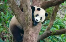 台北市立動物園