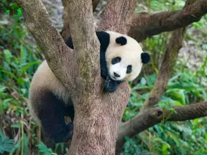 Zoo de Taipei