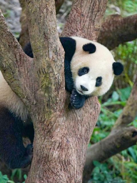 台北市立動物園門票成人票