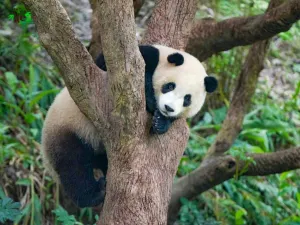 Taipei Zoo