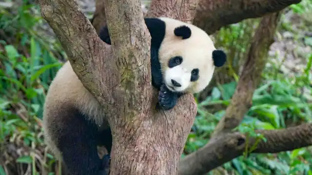 臺北市立動物園