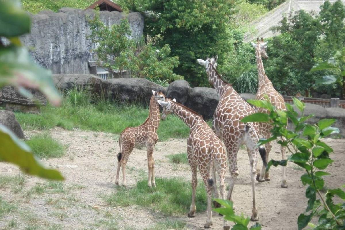 台北動物園