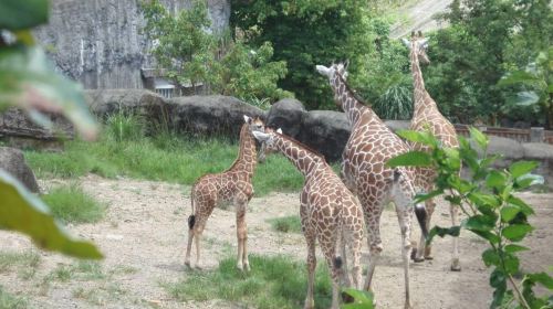 台北市立動物園