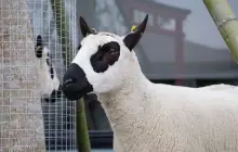 張美阿嬤農場 (月森甯手作工坊)