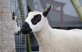 Zhang Mei Ama's Farm (Yuesenning Handmade Workshop)