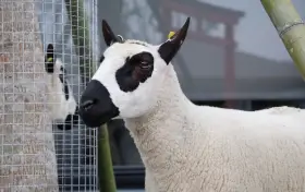 張美阿嬤農場 (月森甯手作工坊)